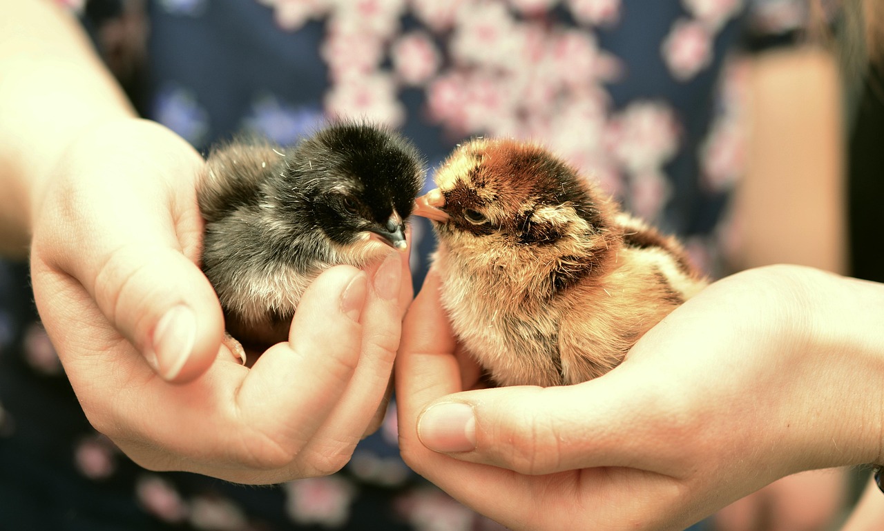 Save Chicks Image